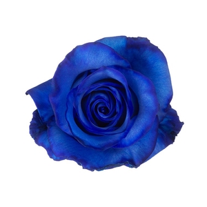 Rosa ec paint blue