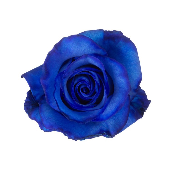 <h4>Rosa ec paint blue</h4>