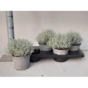 LEUCOPH BROWNII