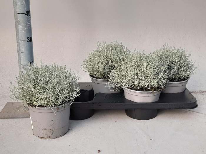 LEUCOPH BROWNII