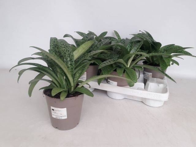 <h4>DRIMIOPSIS MACULATA</h4>