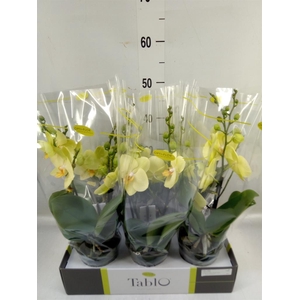 Phalaenopsis   ...yellow