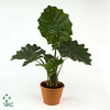 Alocasia Portodora P21