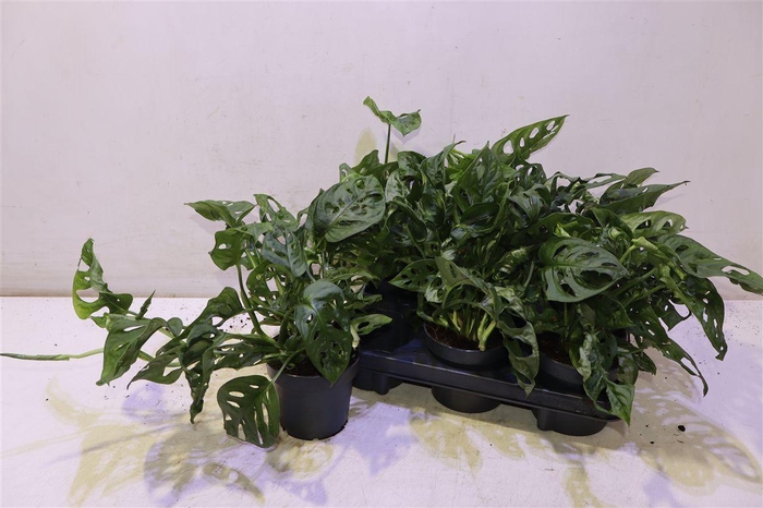 <h4>arr8 Monstera Monkey Leaf</h4>