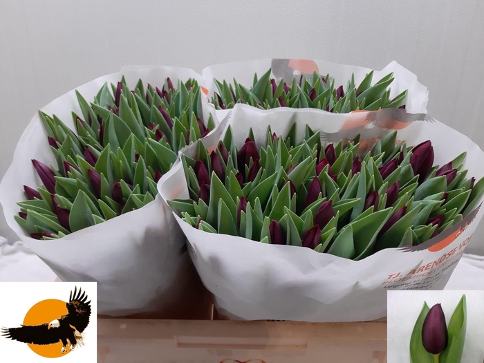 <h4>TU EN NIGHT VISION</h4>