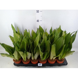 Sansevieria trifa. 'Moonshine'