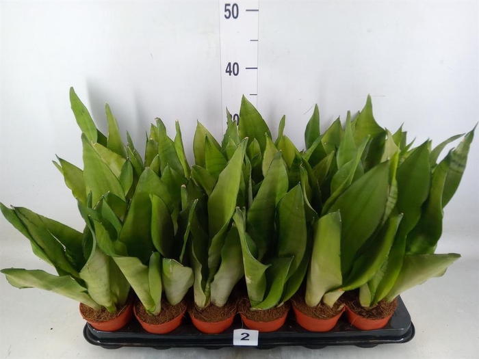 <h4>Sansevieria trifa. 'Moonshine'</h4>