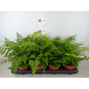 Asplenium  'Parvati'