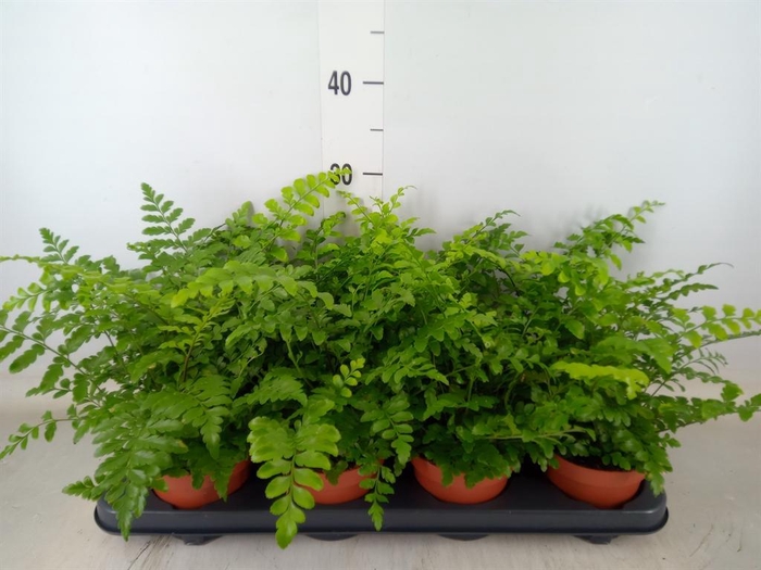 <h4>Asplenium  'Parvati'</h4>