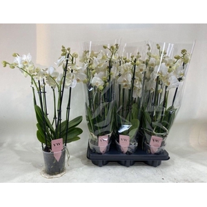 .Phalaenopsis anthura inverness