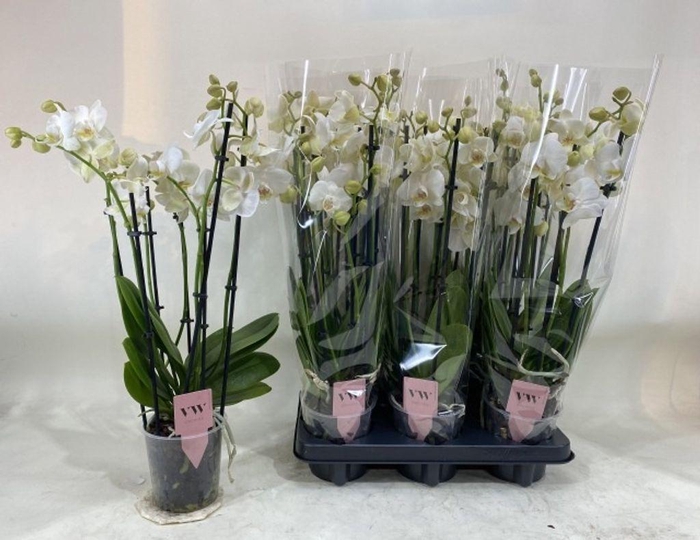 <h4>.Phalaenopsis anthura inverness</h4>