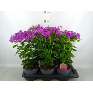Phlox panic.
