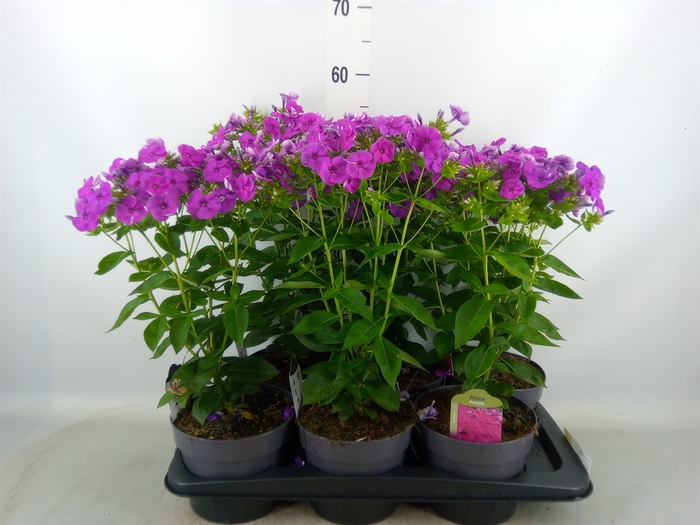 <h4>Phlox panic.</h4>