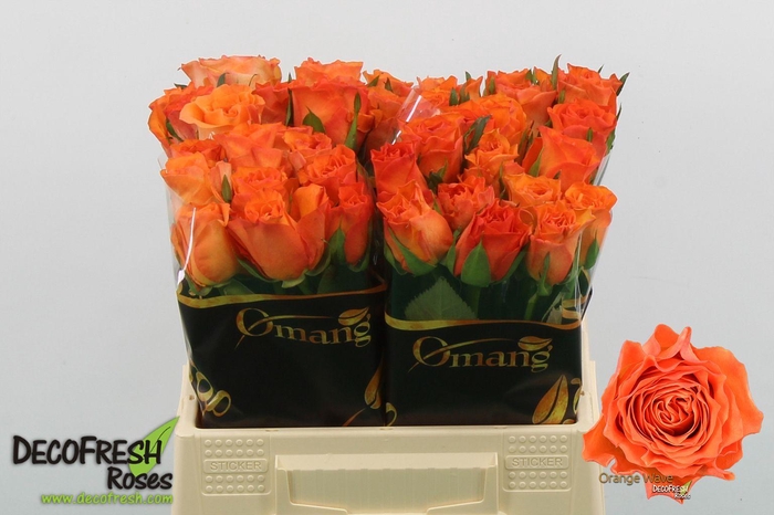 <h4>R Gr Orange Wave</h4>