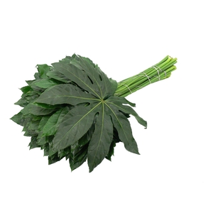 Aralia 70cm