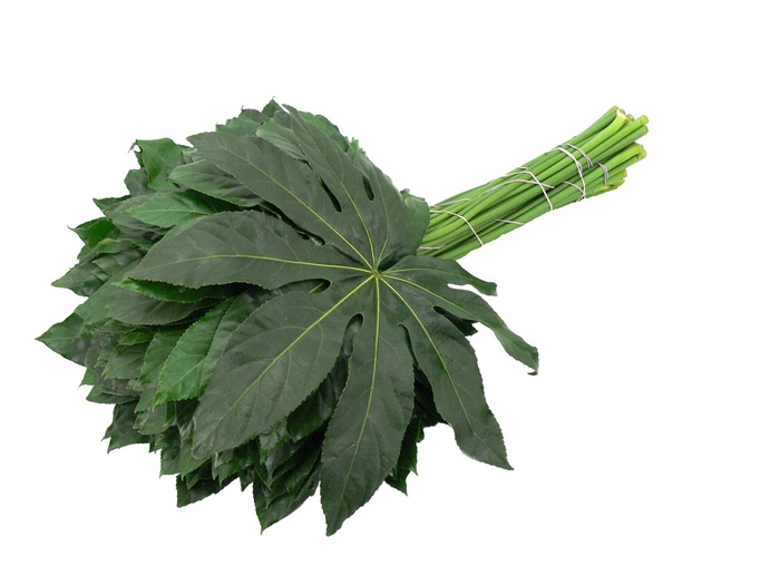 <h4>Aralia 70cm</h4>
