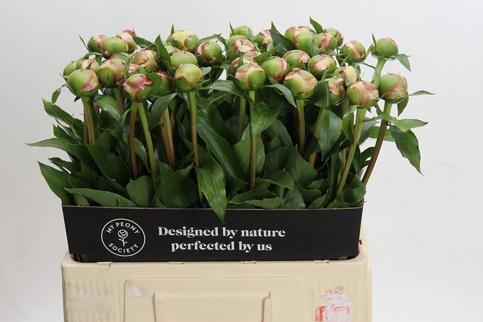 <h4>Paeonia Alertie</h4>