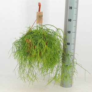 Rhipsalis baccifera 'Oasis'