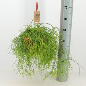 Rhipsalis baccifera 'Oasis'