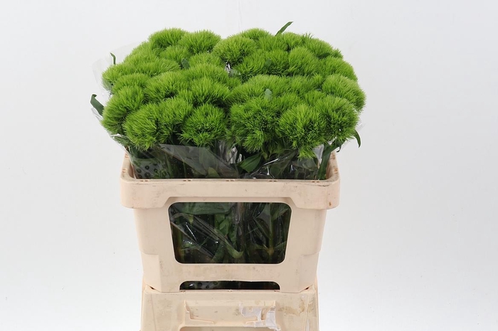 <h4>Green Wicky x 40</h4>