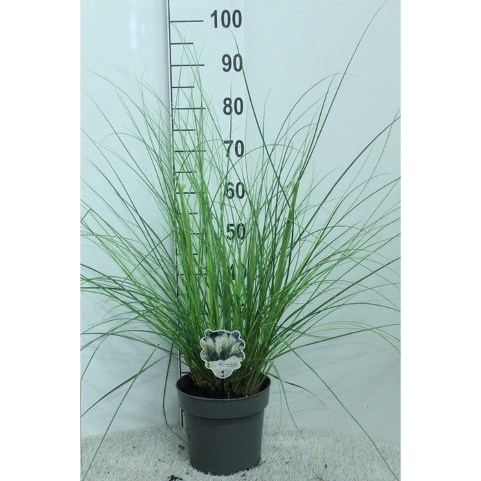 <h4>Cortaderia sell.</h4>