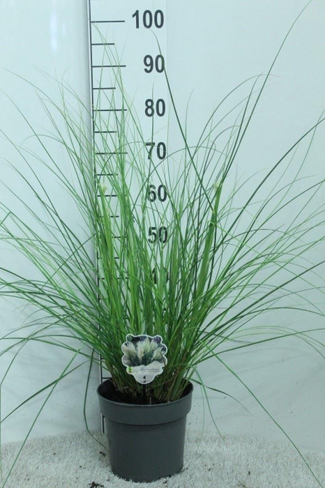 Cortaderia sell.