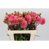 Dahlia Doris Duke
