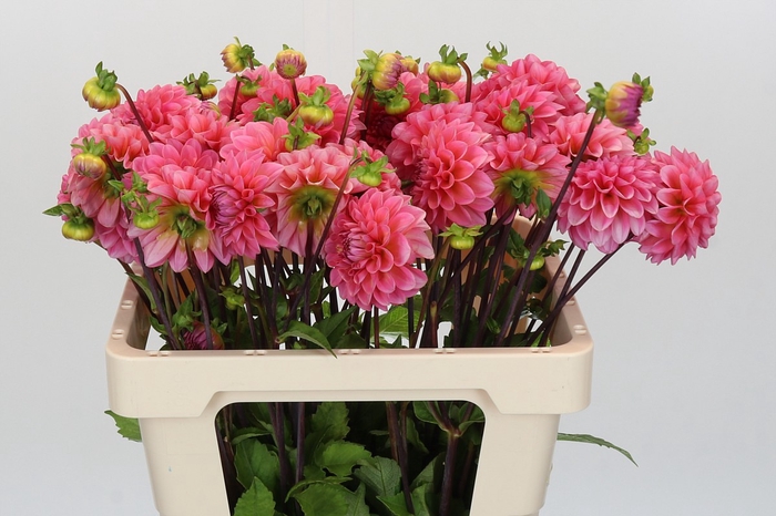 <h4>Dahlia Doris Duke</h4>