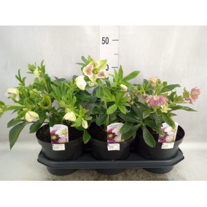 Helleborus ori. 'Dbl Ellen'  ..mix