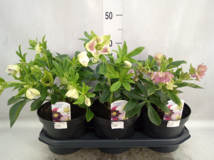 <h4>Helleborus ori. 'Dbl Ellen'  ..mix</h4>