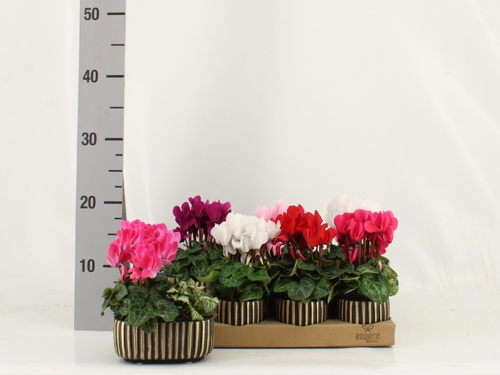 <h4>ARR KAMERPL</h4>