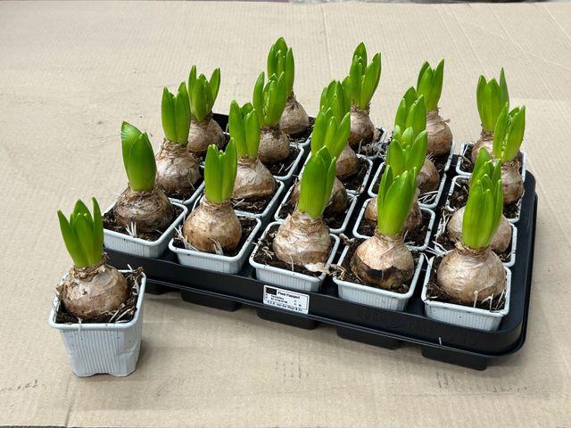 <h4>HYACIN WHITE PEARL P7</h4>