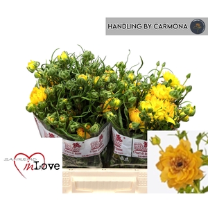 RAN N MODERN VIVALDI