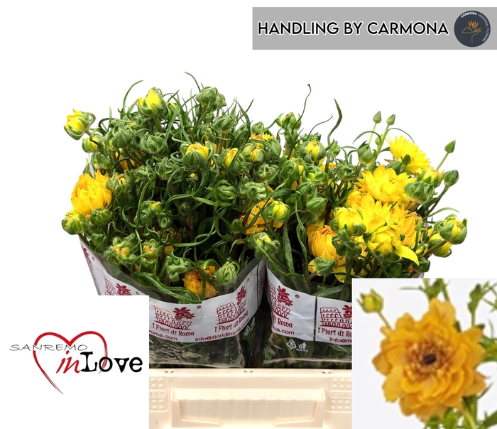 <h4>RAN N MODERN VIVALDI</h4>