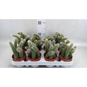 Cactus   ...