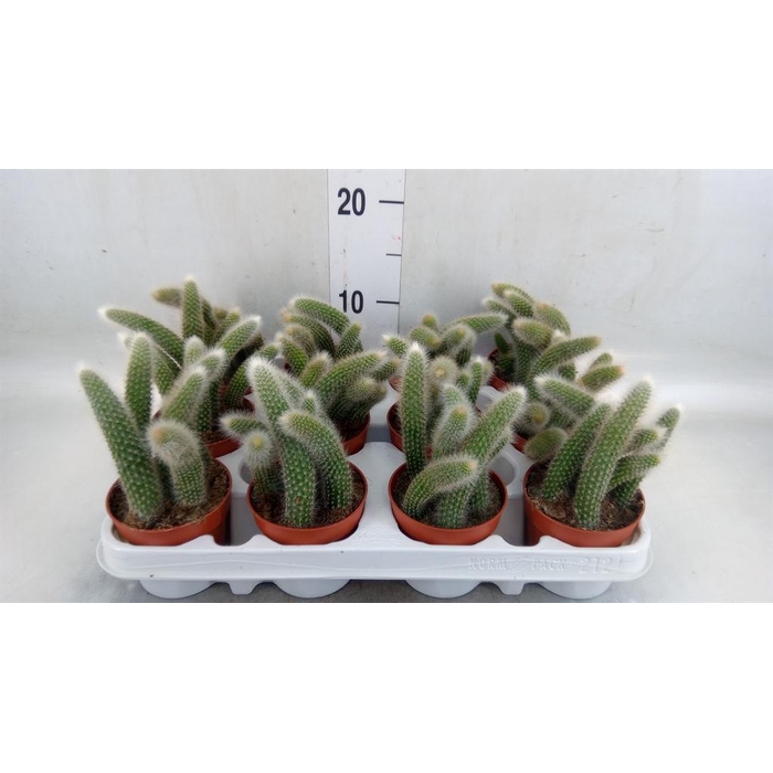 <h4>Cactus   ...</h4>