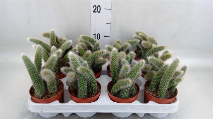 <h4>Cactus   ...</h4>