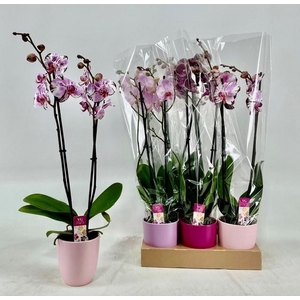 PHAL GEM