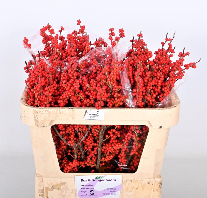 <h4>ILEX VERT.   ...BES</h4>