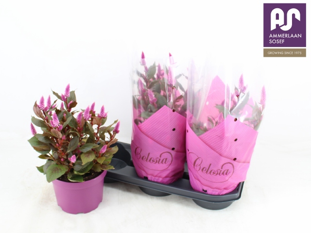 CEL WILD PINK