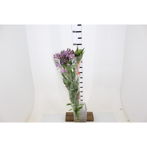 ALSTROEMERIA PLATINA 080 CM