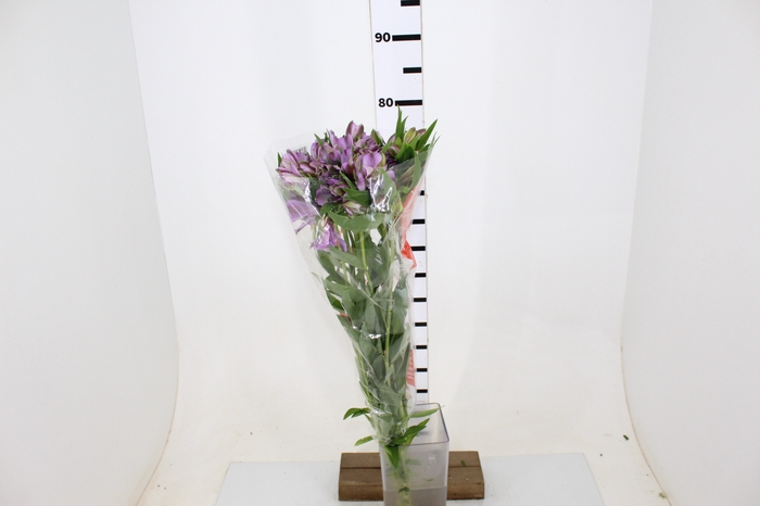 ALSTROEMERIA PLATINA 080 CM