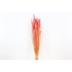 Dried Triticum Bleached Pink Bunch