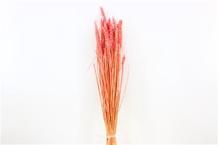 <h4>Dried Triticum Bleached Pink Bunch</h4>