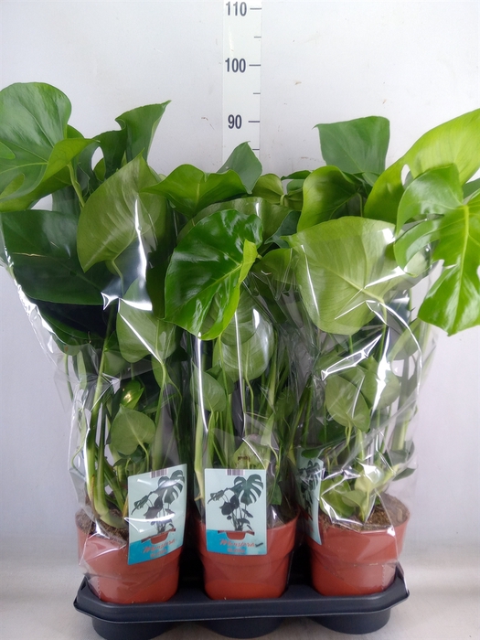 <h4>Monstera delic.</h4>