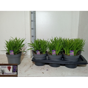 LIATR SPICATA