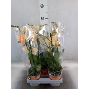 Phalaenopsis  'Bolgheri Lemon'