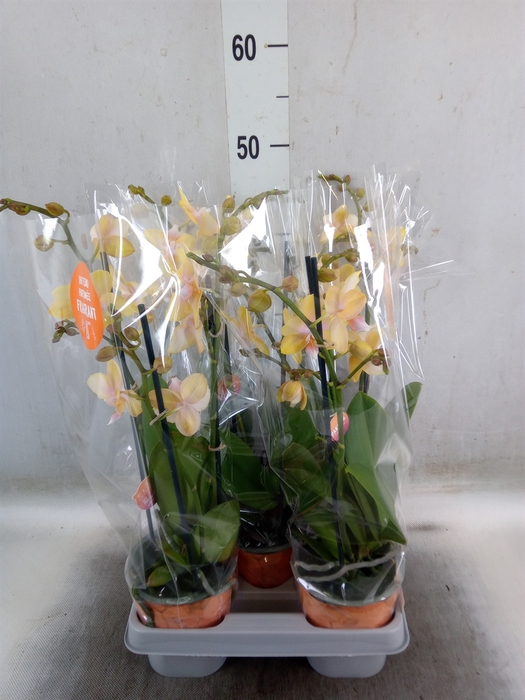 <h4>Phalaenopsis  'Bolgheri Lemon'</h4>