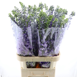 Delph Double Aurora Deep Purple