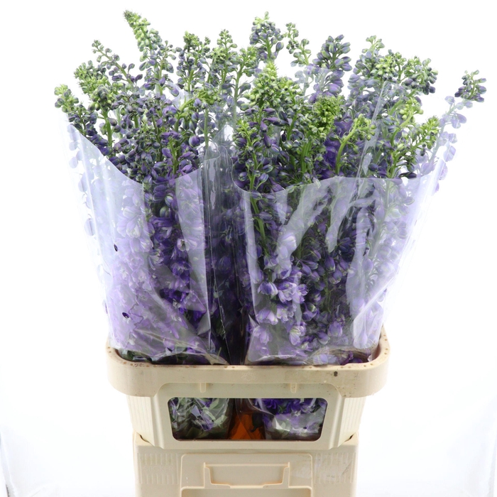 <h4>Delph Double Aurora Deep Purple</h4>